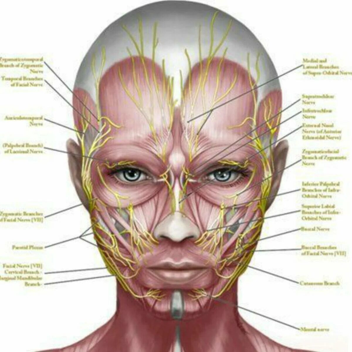 Мышцы лица и шеи анатомия для косметологов. Анатомия лица мышцы нервы сосуды. Иннервация лица анатомия для косметологов. Расположение мышц на лице.