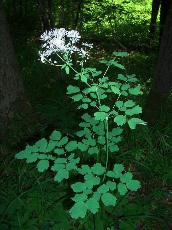 Василистник вонючий растение. Подорожник полевой. Дикорастущие растения сорняки. Растение болиголов пятнистый. Лопух сибирский.
