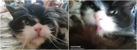 Кот за 1 рубль