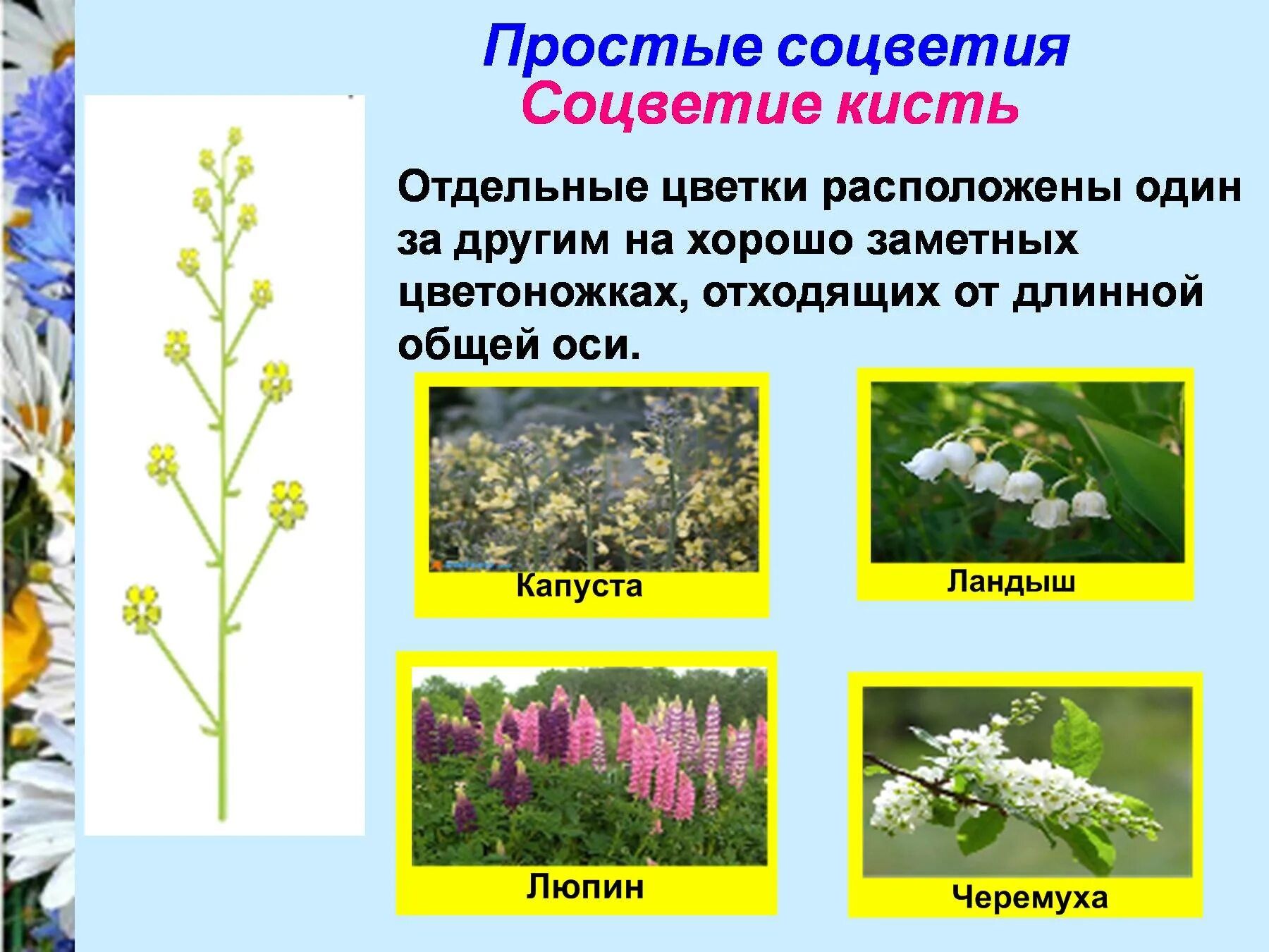 Растения с соцветием кисть. Соцветие кисть примеры. Простые соцветия. Растения имеющие соцветие кисть. Какие цветы знаешь назови