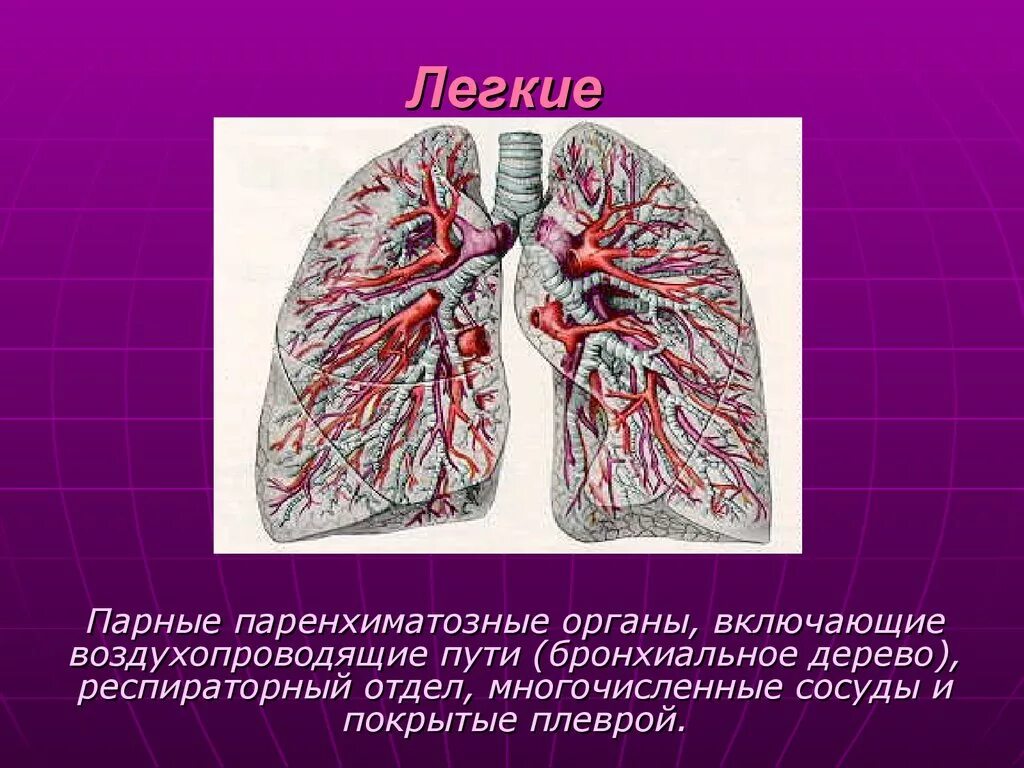 Респираторный отдел легких. Легкие это паренхиматозный орган. Паренхиматозные легкие. Лёгкие и бронхи.