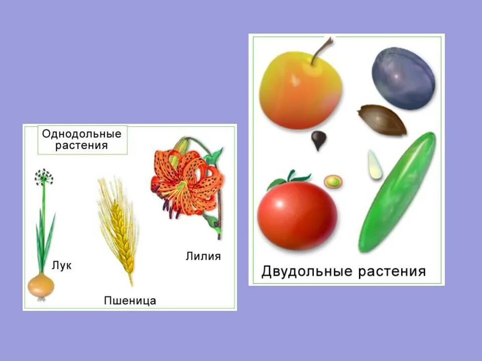 Какие цветы относятся к однодольным. Семена однодольных растений. Семена однодольных и двудольных растений. Однодольные и двудольные семена примеры. Примеры однодольных и двудольных семян.