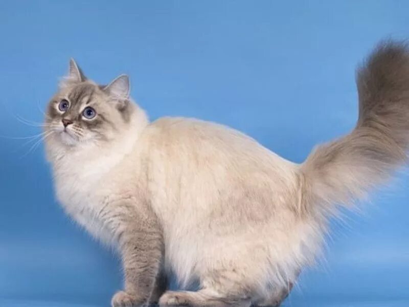 невский маскарадный кот вес. вес маскарадной кошки. невская маскарадная кошка вес. невская маскарадная котята. невская маскарадная косоглазая.