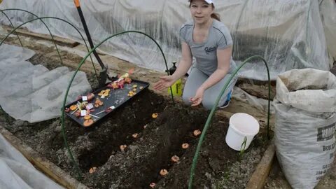 Когда сажают гладиолусы в подмосковье