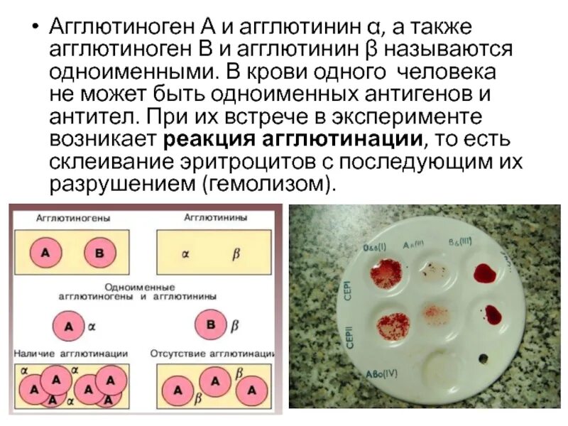 Альфа агглютинин содержится в крови. Агглютинины и агглютиногены. Агглютиногены функции. 1 Группа крови агглютиногены и агглютинины. Агглютинины и агглютиногены таблица.