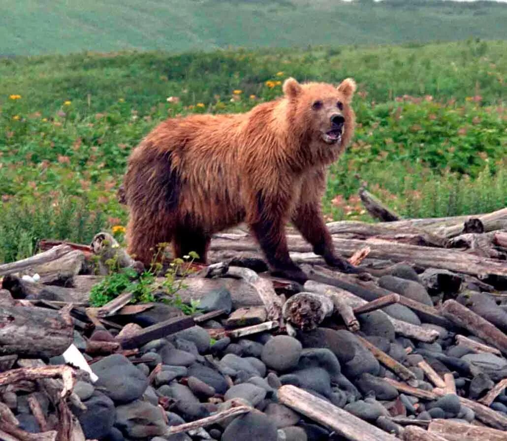 остров итуруп медведи. фауна сахалинской области. монерон сивучи. курильские острова животные. курильский заповедник флора и фауна.