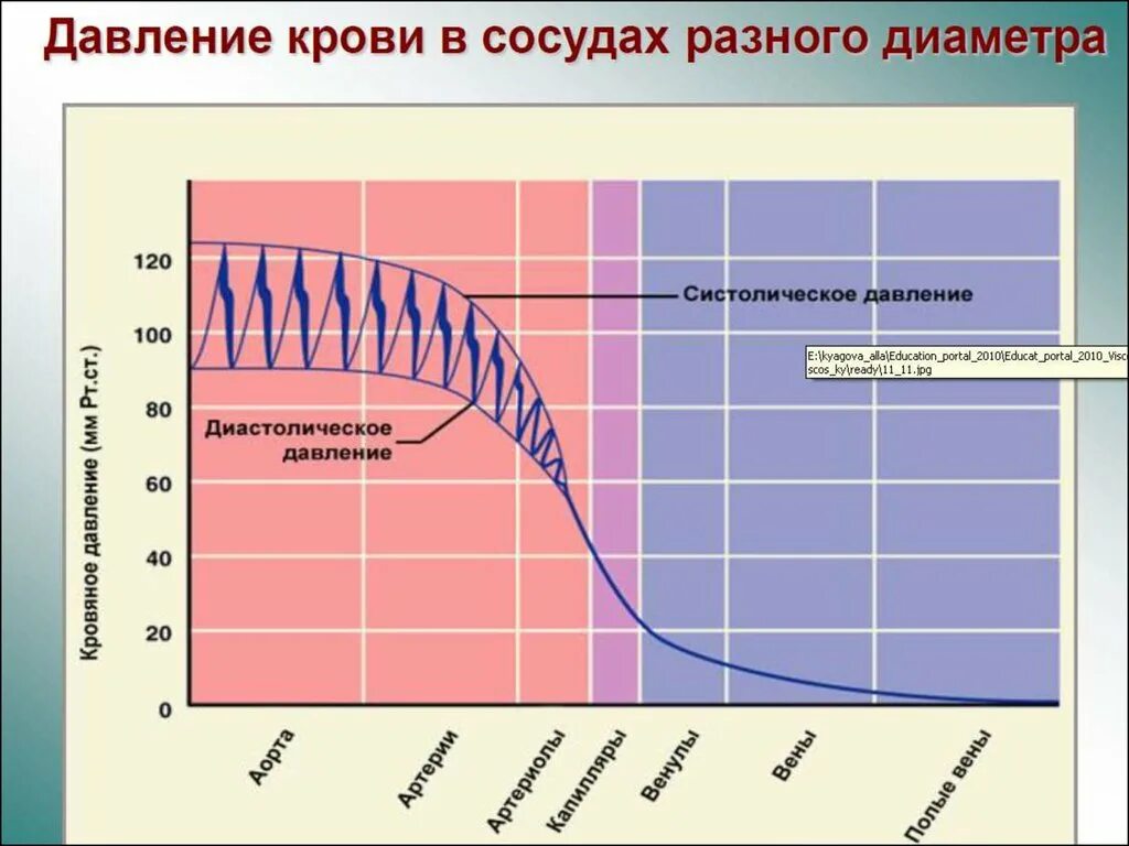 Давление крови в сосудах. График изменения давления крови. Давление в разных сосудах. Давление крови в венах разного калибра.