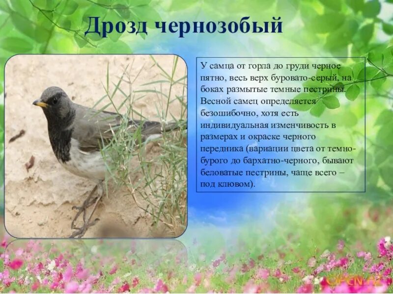 Программа дрозд. Дрозд картинка с описанием. птицы алтайского края. сообщение про дрозда. птицы ставропольского края.