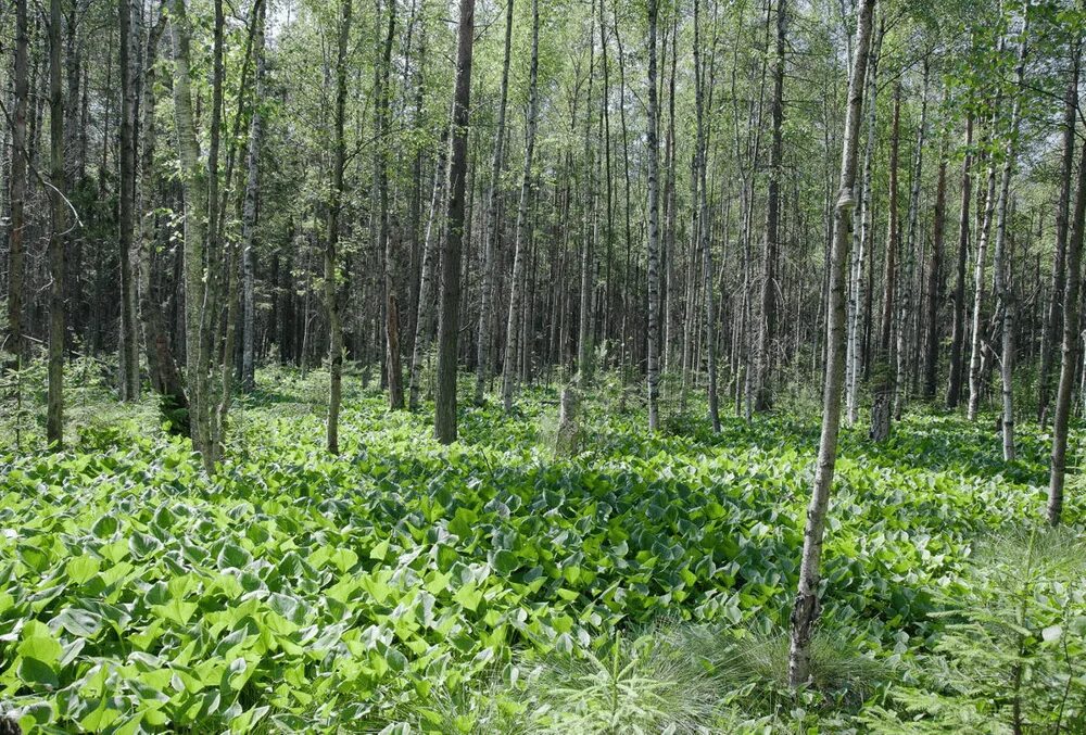 Московская область какие леса. Лахтинское болото. Лахтинский лес. Лесные тайны. Болотистая часть леса.
