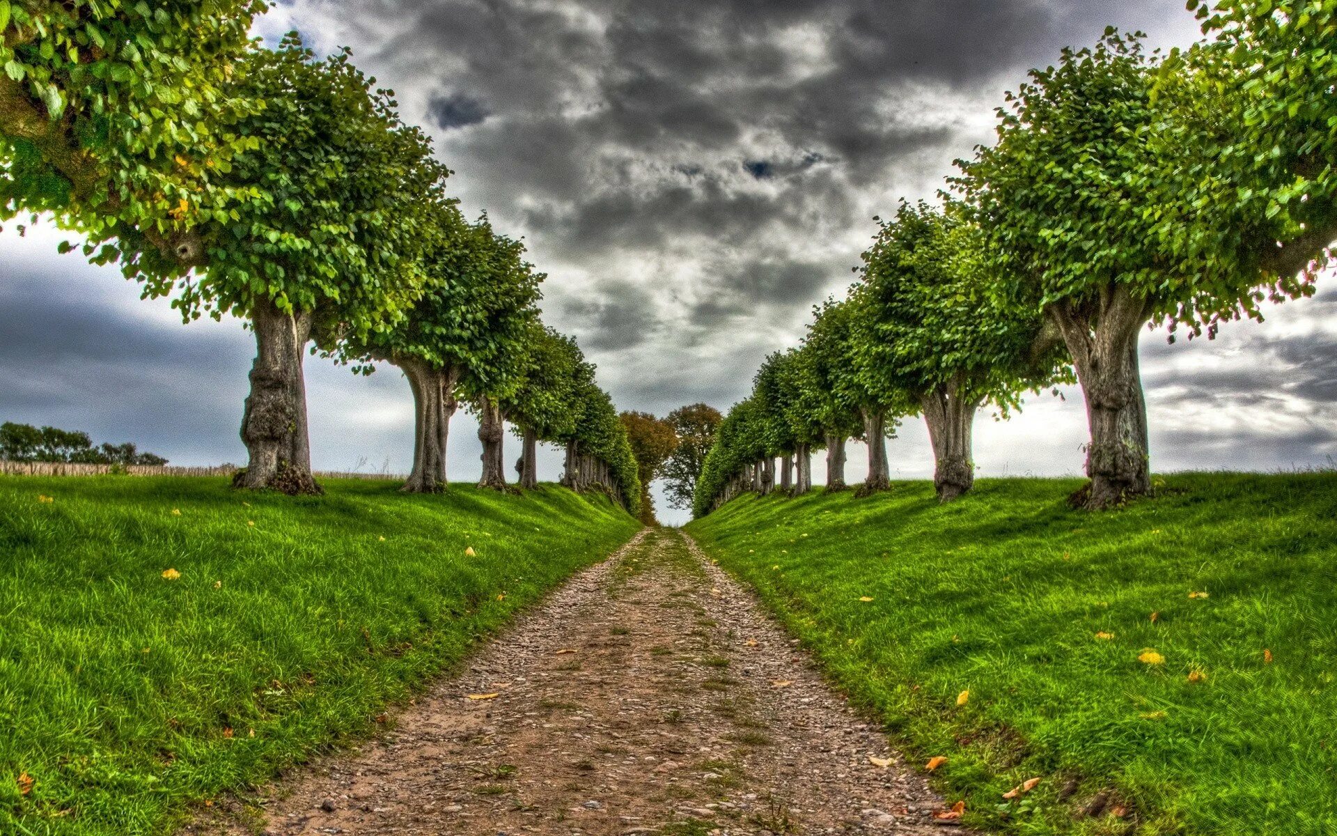 Walls ways. Аллея деревьев. Пейзаж с деревьями. Деревья в перспективе. Красивое дерево.