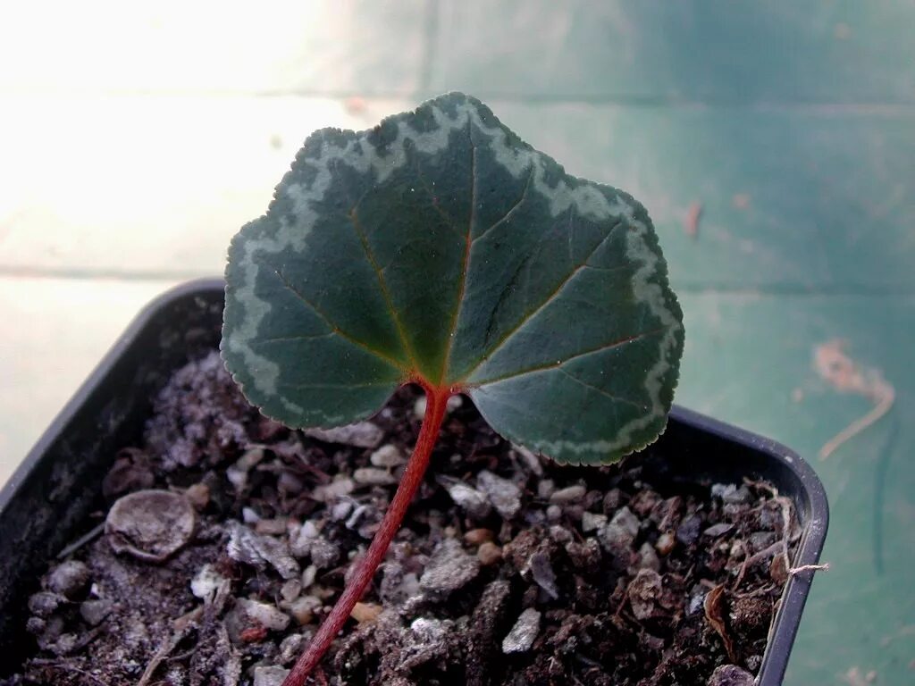 Размножение цикламена. Cyclamen rohlfsianum. цикламен размножение листом. цикламен листьями размножается. ризоктониоз цикламена.