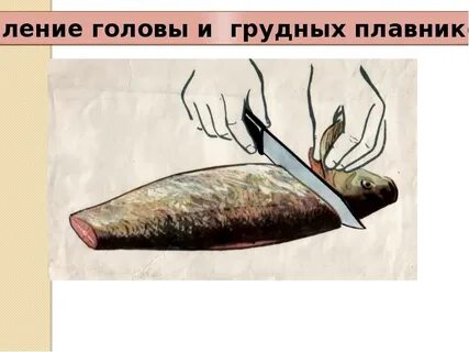 Механическая кулинарная обработка рыбы