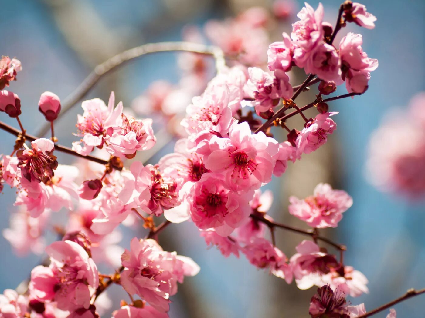 Spring trees