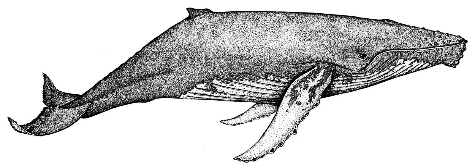 Ласты кита и роющие. Кит Горбач хвост. Горбатый кит. Кит рисунок. Раскраски китов.