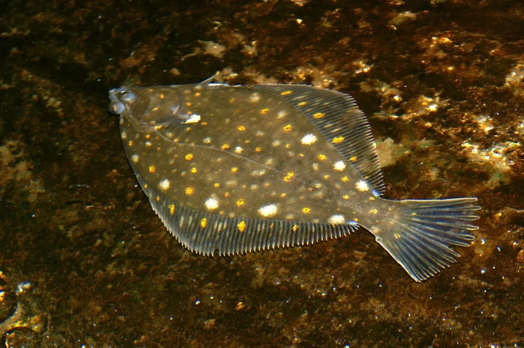 Рыба камбала. Морская рыба камбала. Морская камбала (pleuronectes platessa). Камбала рыжая.