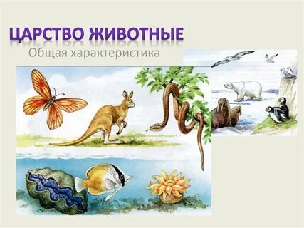 Картинки царства животных