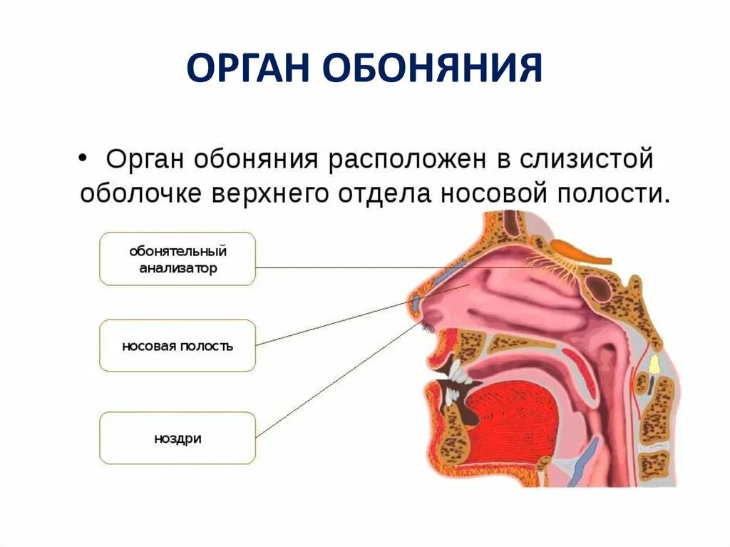 Обоняние кратко. Обонятельный анализатор нос. Строение органа чувств обоняние. Строение органа обоняния человека анатомия. Орган обоняния нос строение.