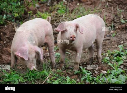 Pig am