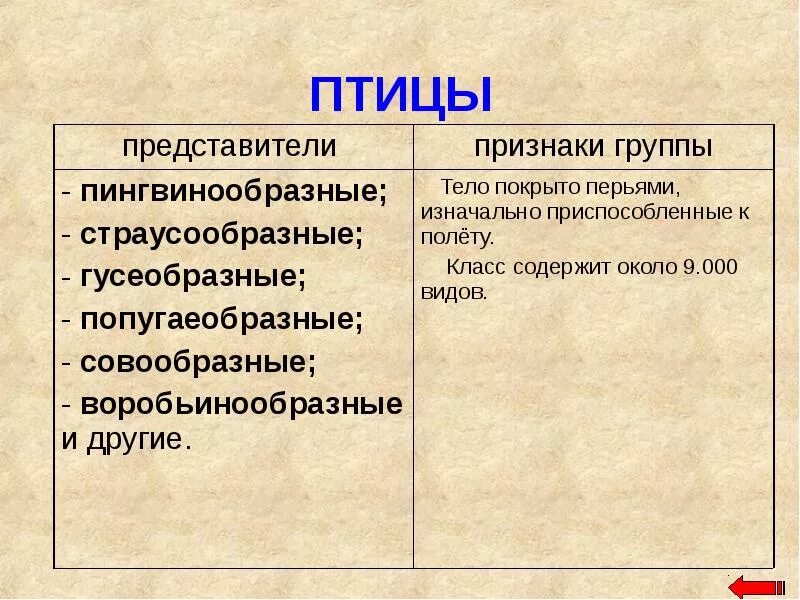 Группа черви признаки группы. Представители группы птицы. Признаки группы. Представители группы птицы 3 класс. Птицы признаки группы.