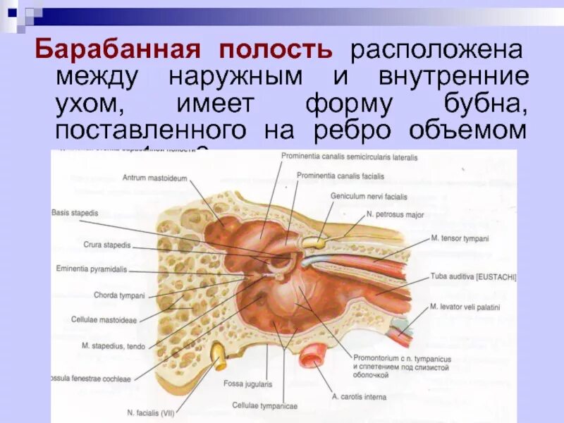 Барабанная полость. Наружная стенка барабанной полости. Стенки барабанной полости среднего уха. Барабанная полость среднего уха анатомия.