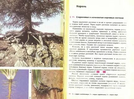 Укрепление корневой системы