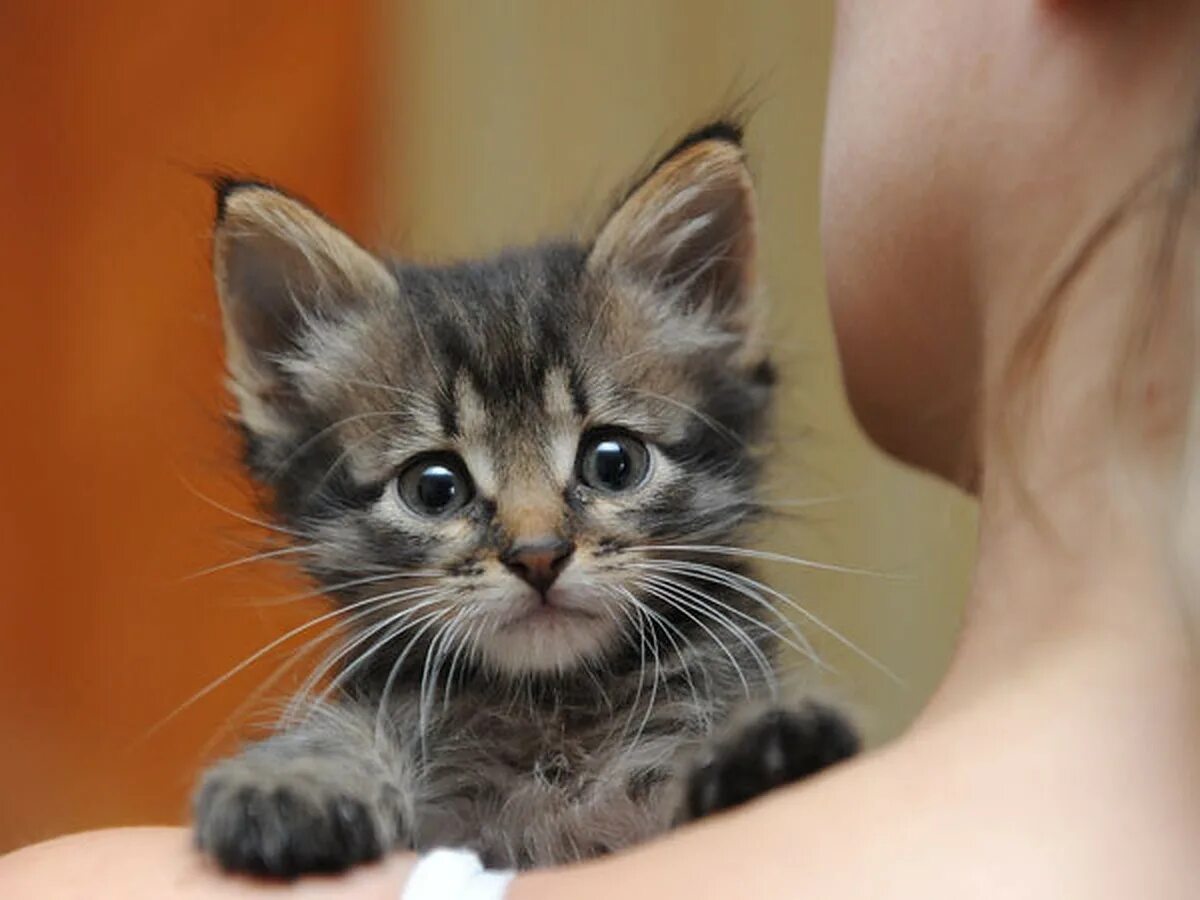 доброта к кошкам. выбрать котенка. котенок на улице. милая идея для котенка. как выбрать котенка.