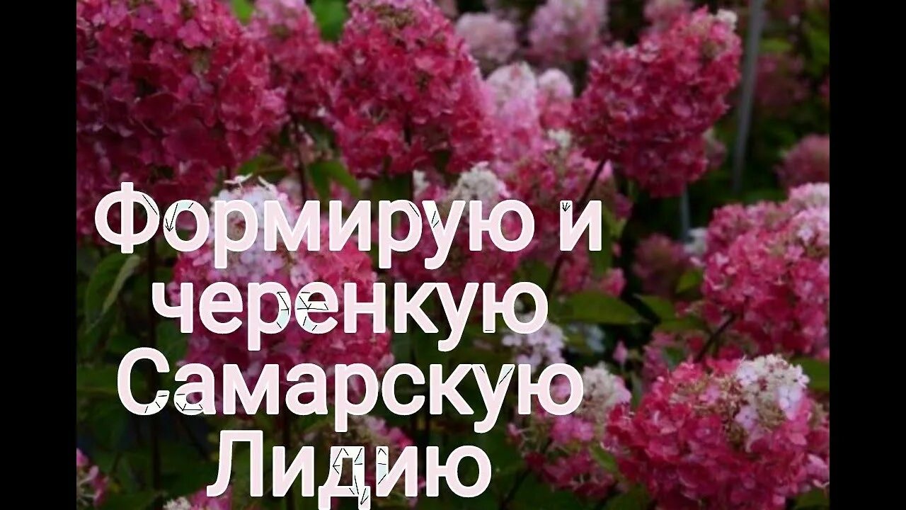 Цветение самарской лидии. Обрезка самарской лидии. Черенки самарской лидии фото. Обрезка самарской лидии. Обрезка самарской лидии.