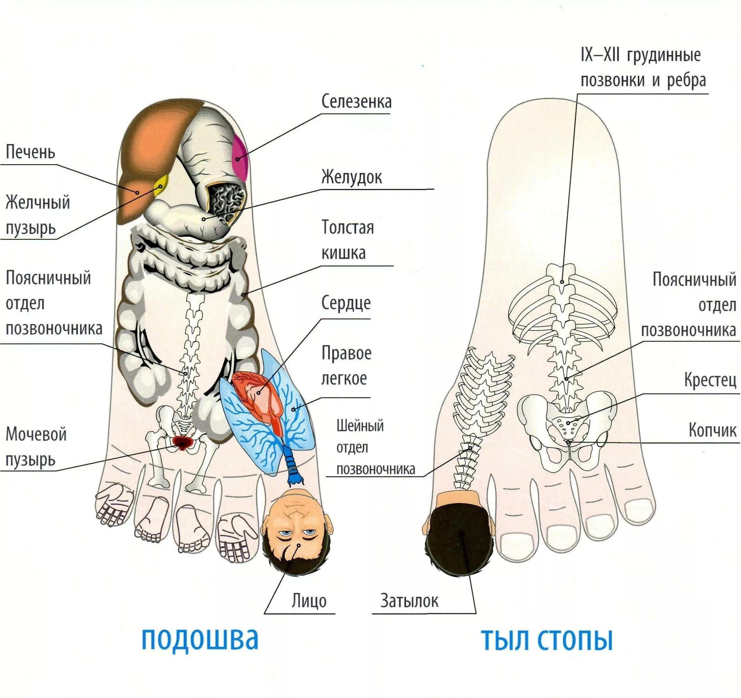 Лицо подошва