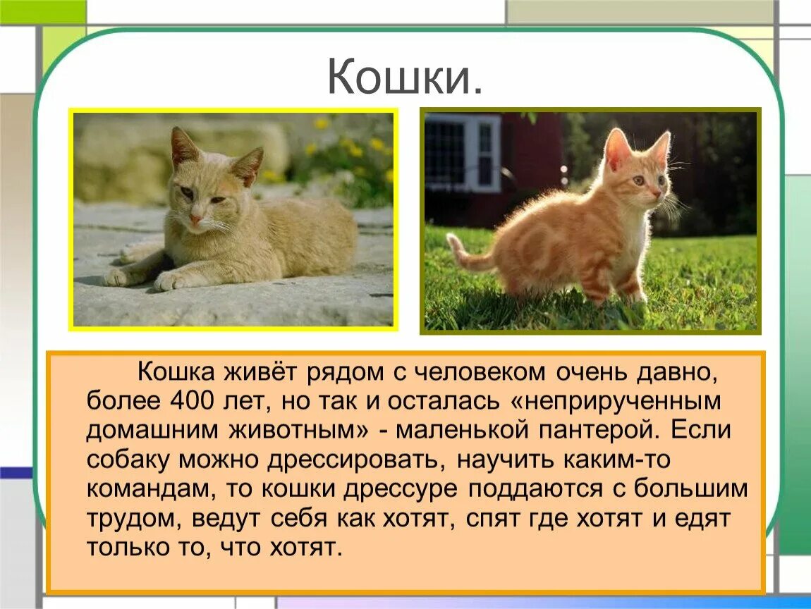 Кошки подобрать слово