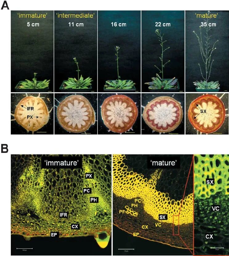 Coniferophyta secondary growth. Secondary Xylem. CD textures: phenotype.