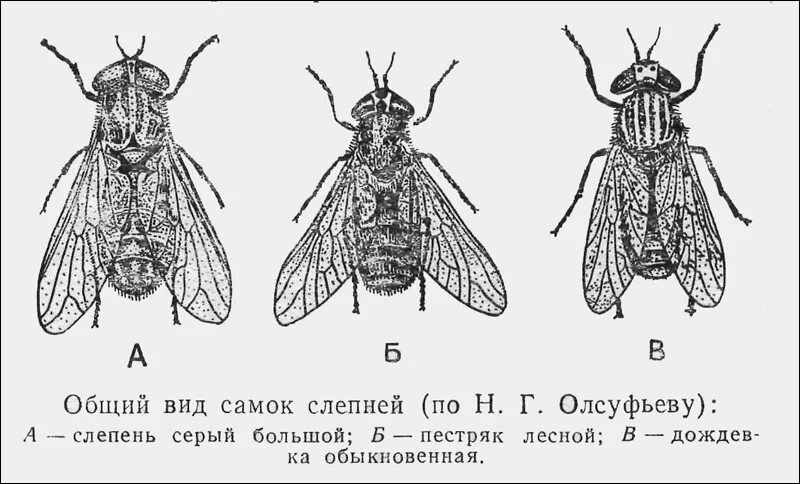 Строение овода и слепня. Строение слепня схема. Слепень строение тела.