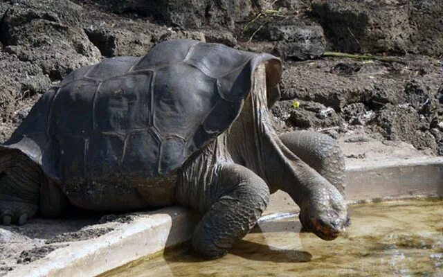 Галапагосская черепаха одинокий Джордж. Абингдонская слоновая черепаха одинокий Джордж. Последняя черепаха одинокий Джордж. Гигантская слоновая черепаха Пинта. Абингдонские слоновые черепахи