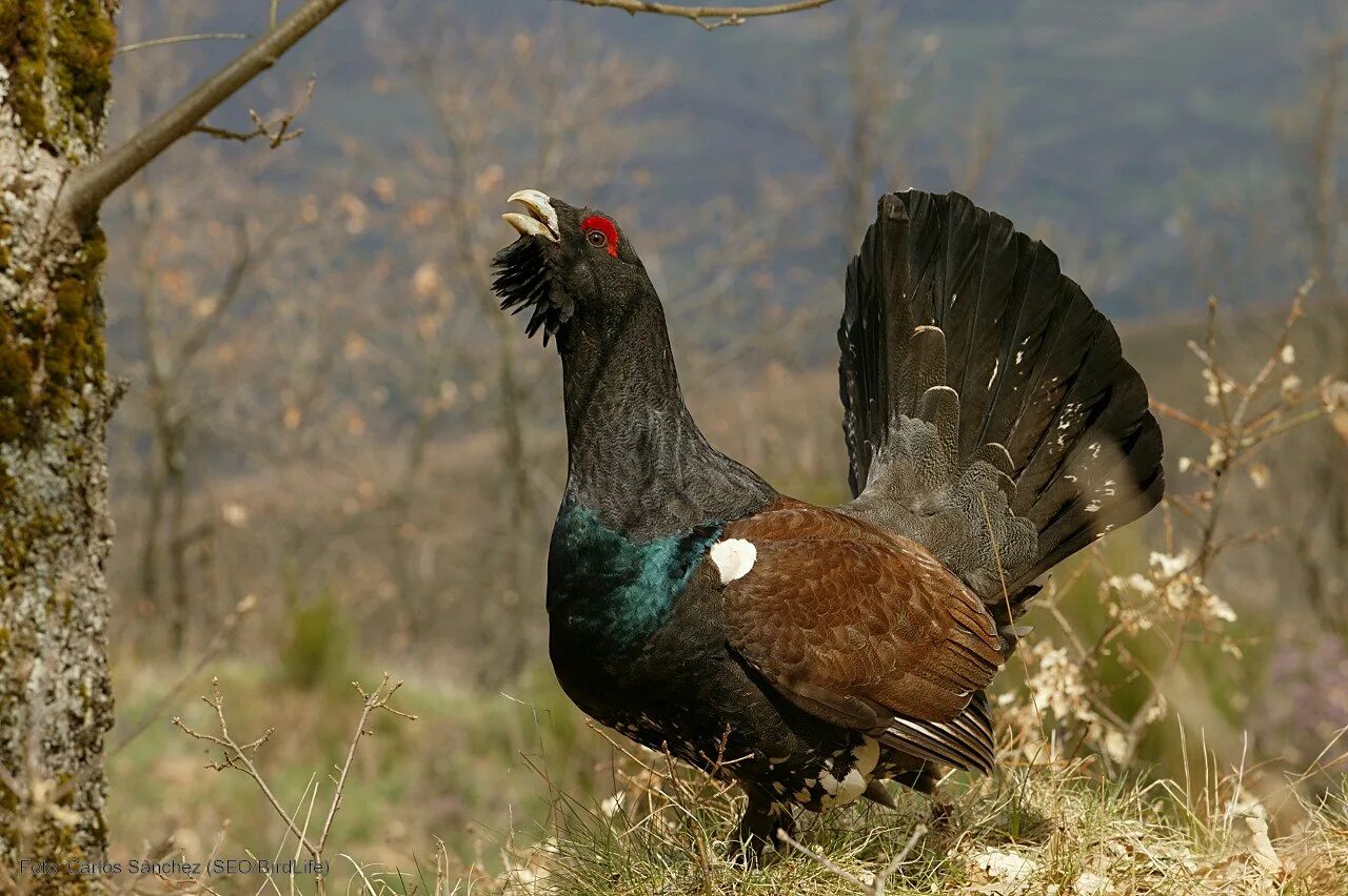 Глухарь голос. Каменный глухарь (tetrao parvirostris). Глухарь (tetrao urogallus). Глухарь - capercaillie. Глухарь птица.