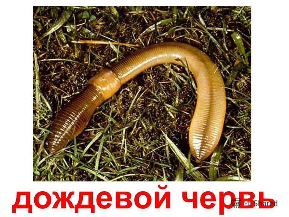 Дождевой червь тип червей плоские. Червяки относятся к классу. Дождевой червь передвижение. Почвенные кольчатыt червей. Дождевой червь тип червей плоские.