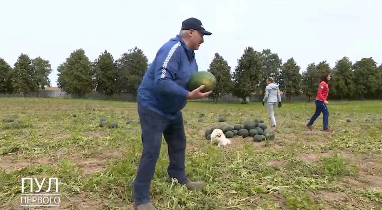 Пул лукашенко. Арбузницы лукашенко. лукашенко и арбузы. лукашенко собирает арбузы. лукашенко собирает урожай.