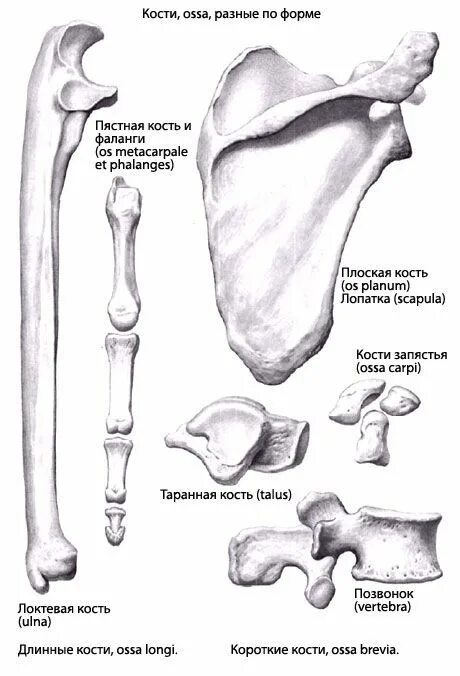 Day bones. Трубчатые кости трехгранные. 1. Классификация костей. Строение и форма костей. Форма костей анатомия.