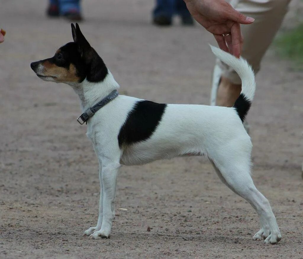 Рэт терьер (терьер-крысолов). Той фокстерьер. Амертой фокстерьер. Американский фокстерьер. Американский фокстерьер.