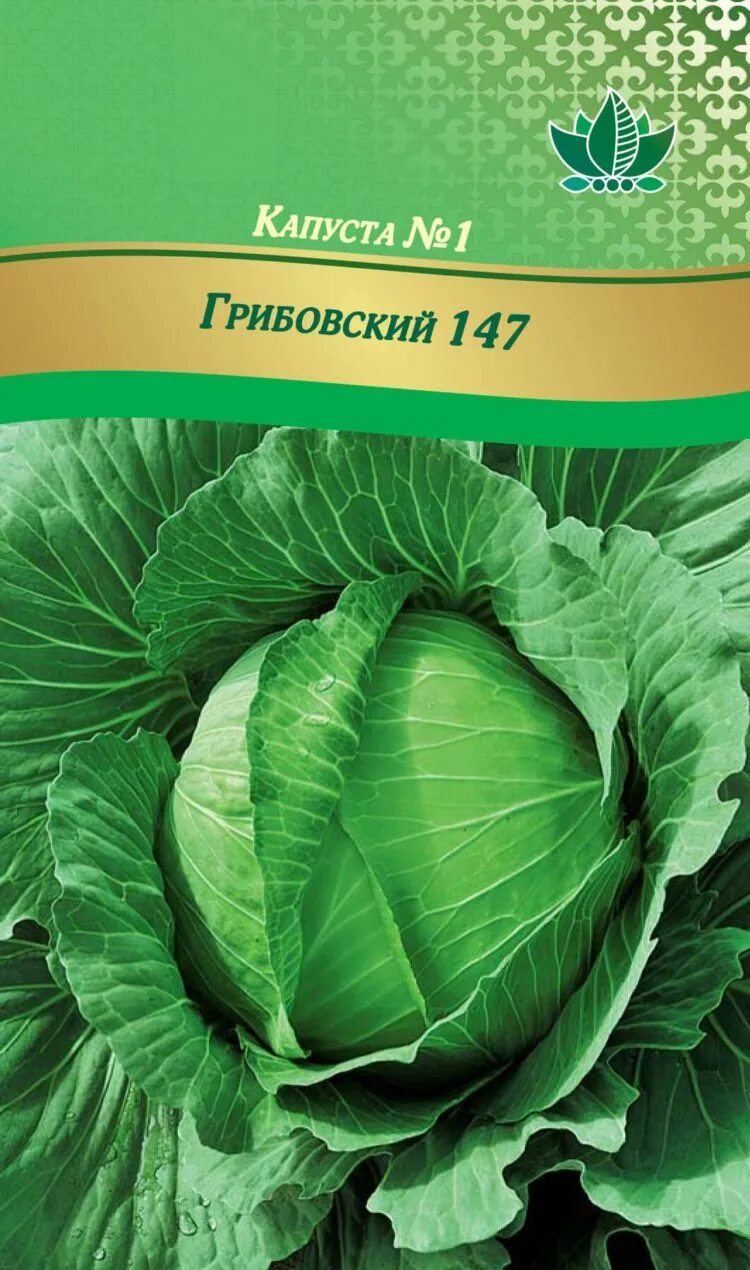 Капуста номер первый грибовский. Капуста номер первый Грибовский 147. Капуста сорт Грибовский. Капуста белокочанная Грибовский. Капуста ранняя Грибовская 147.