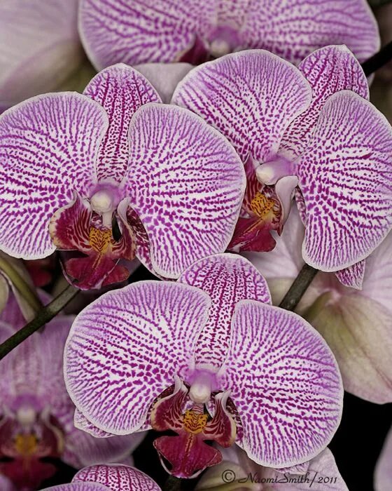 Orchid Phalaenopsis Flower - Free photo on Pixabay Flower photos, Orchids, Phala
