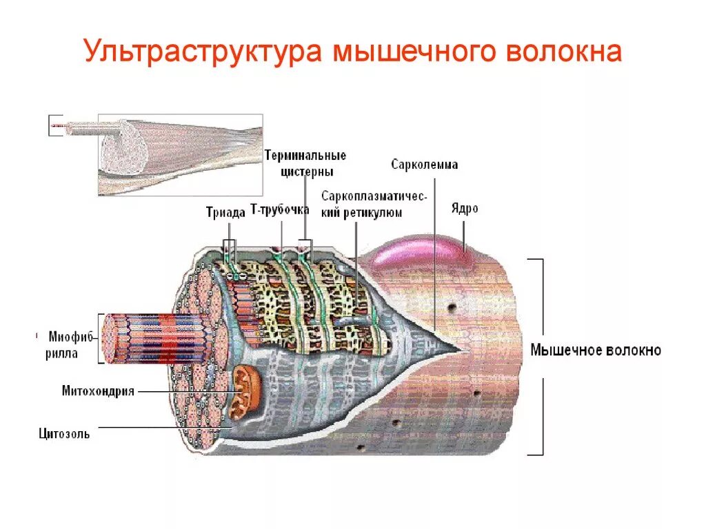 Строение мышечного волокна физиология схема. Ультраструктура скелетного мышечного волокна схема. Ультраструктура мышечного волокна саркомер. Строение мышечного волокна сарколемма. Мембрана мышечного волокна