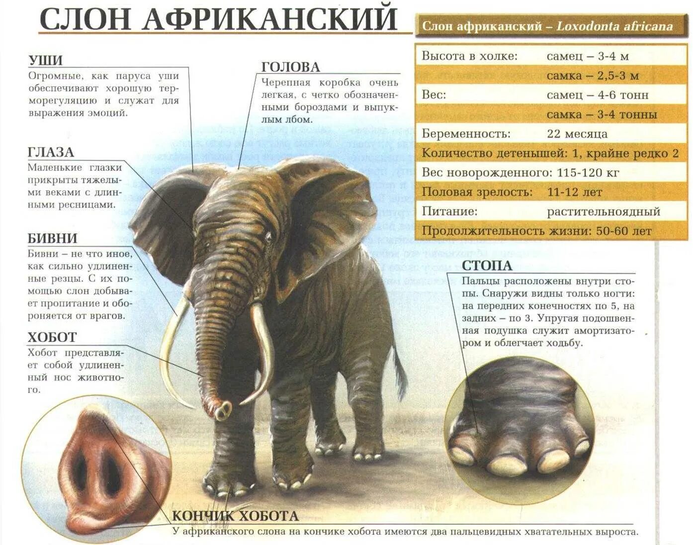 Какой тип развития характерен для африканского слона. Строение слона. Высота африканского слона. Слоны строение. Анатомия африканского слона.