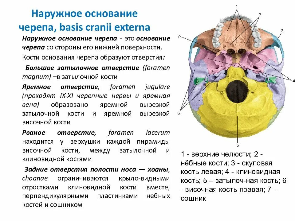 Кости образующие основание черепа. Наружное основание черепа образовано. наружная поверхность основания черепа отверстия. наружное основание черепа топография. внутренняя поверхность основания черепа анатомия.