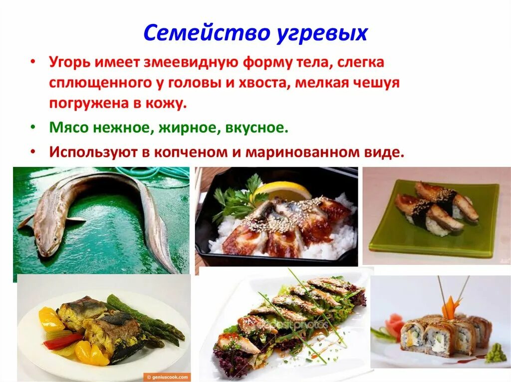 Блюда из рыбы и нерыбных. Нерыбные продукты моря. блюда из нерыбных продуктов моря. блюда из рыбы и нерыбных продуктов моря технология 6 класс. к нерыбным продуктам моря относятся.