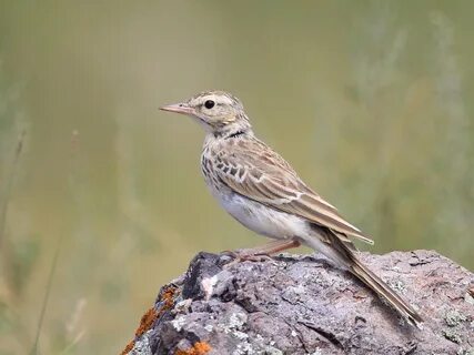 Конёк полевой (Anthus Campestris Linnaeus) лапки