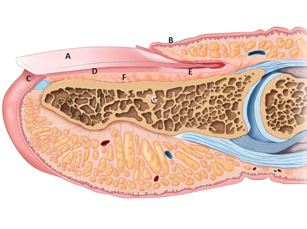 Онихобласты. Строение ногтевой пластинки гистология. Строение ногтя на ноге. Структура ногтя. Анатомическое строение ногтя.