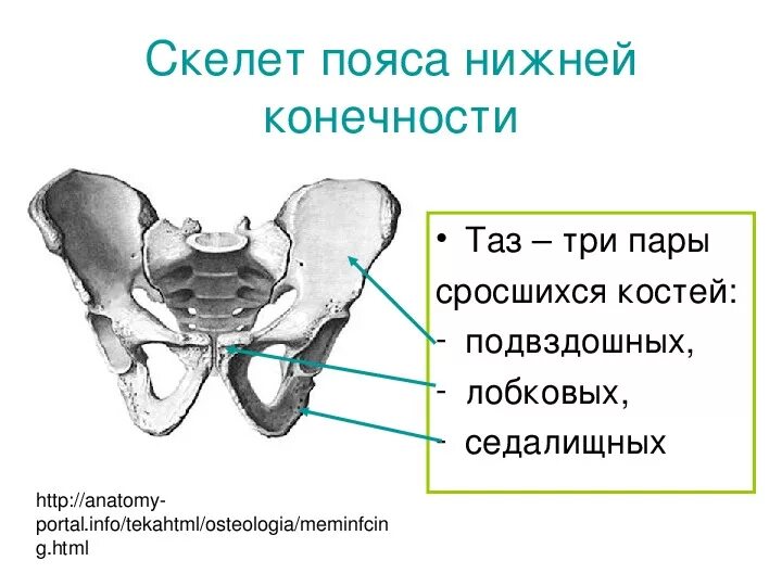 Образована тремя сросшимися костями. Скелет таза и нижних конечностей. Пояс нижних конечностей человека. Соединения пояса нижних конечностей. Скелет пояса нижних конечностей у млекопитающих.