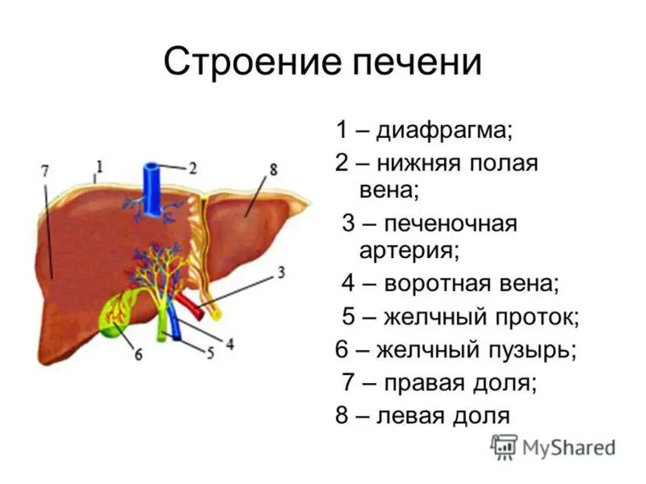 Печень части органа