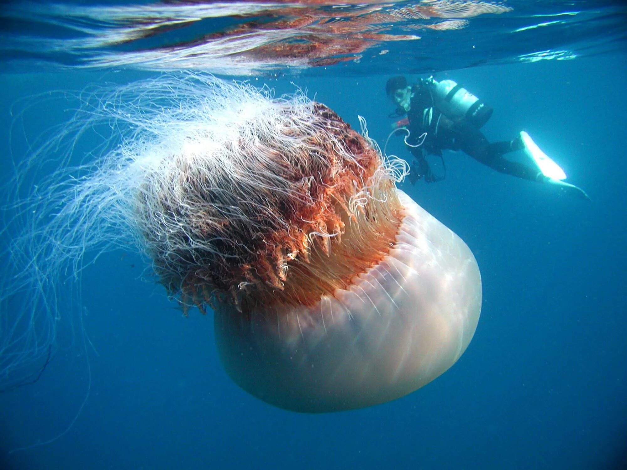 Медуза волосистая цианея. Арктическая медуза цианея. Медуза Номура. Медуза цианея гигантская.