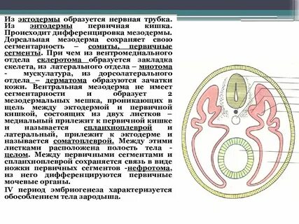 Сомит