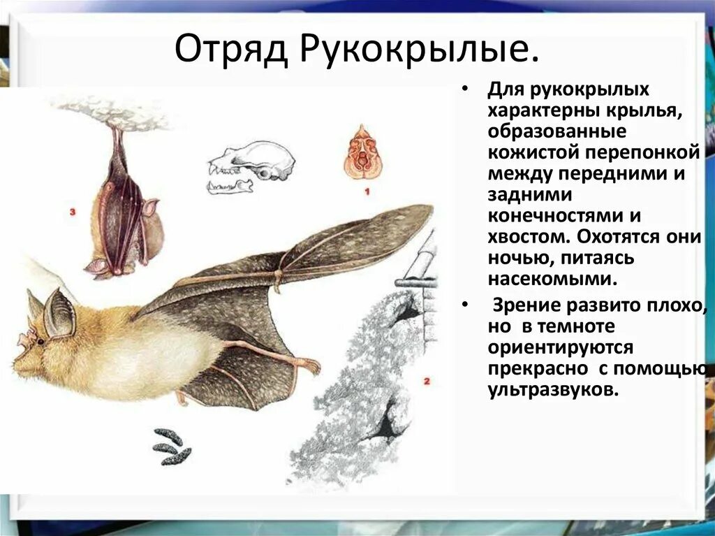 Представители летающих млекопитающих. Отряд рукокрылые. семейства рукокрылых млекопитающих. отряд рукокрылые представители. рукокрылые млекопитающие представители.